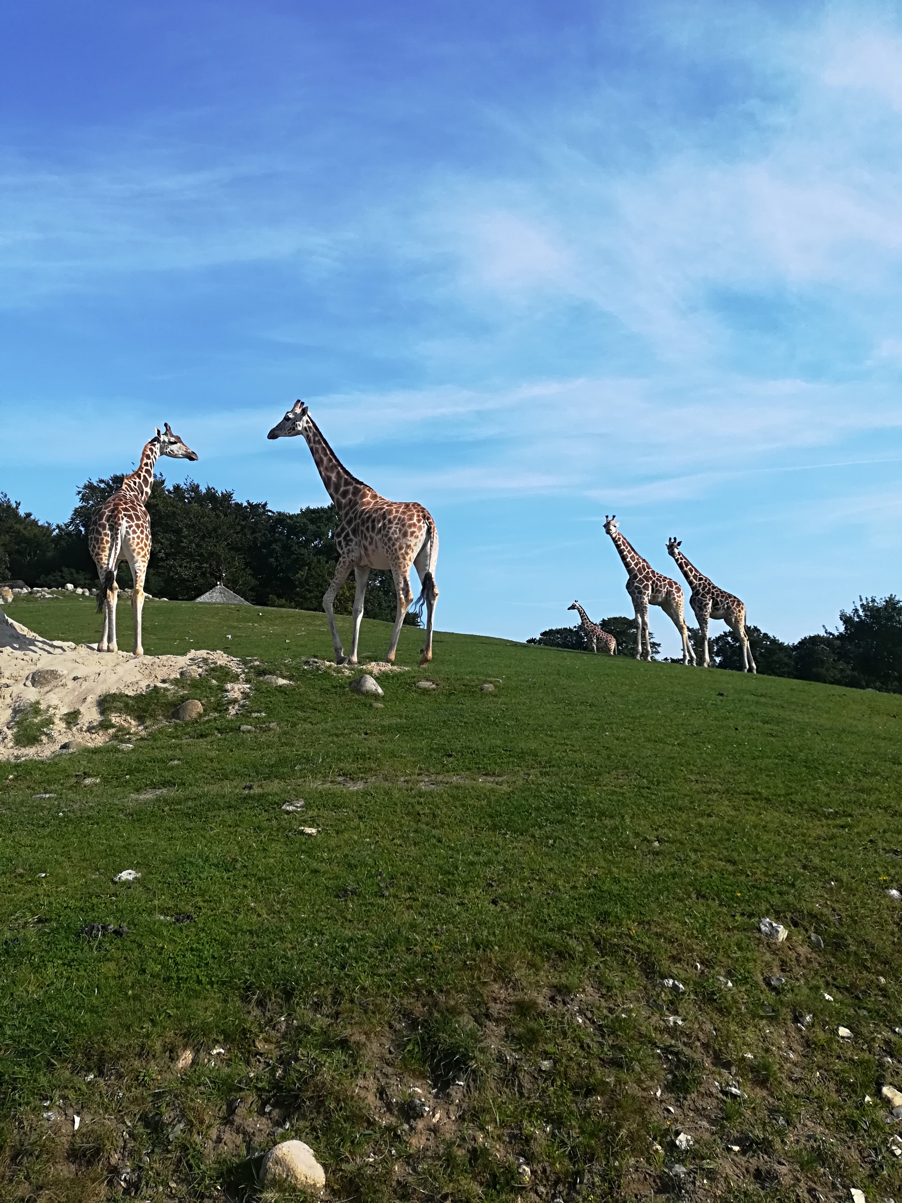 Giraffer i Ree Park
