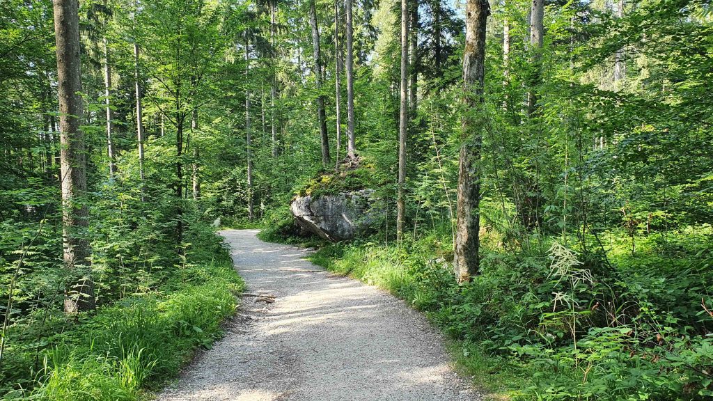 der Baum auf dem Felsen