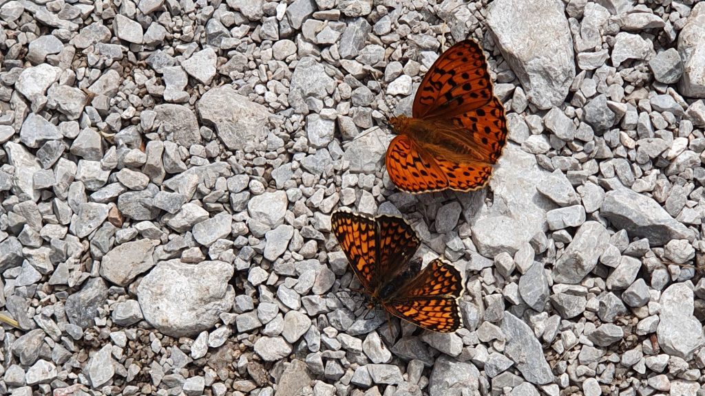Perlmuttfalter und Scheckenfalter