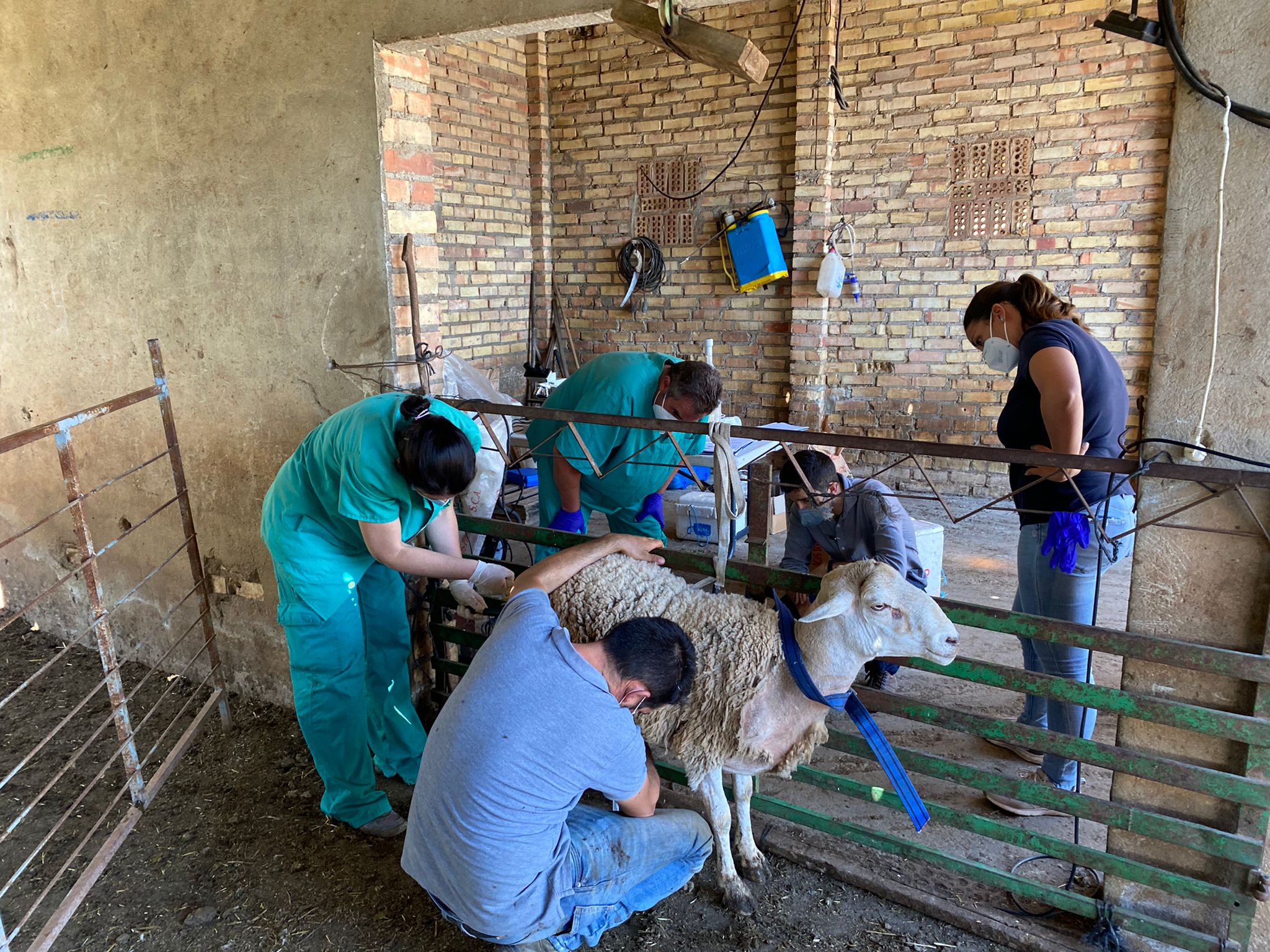 Curso Valoración De Sementales Ovinos Los Remedios Picasat 0727