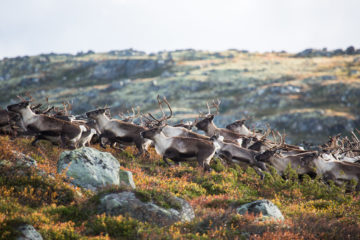 Rendalsren ved Skarvdalen