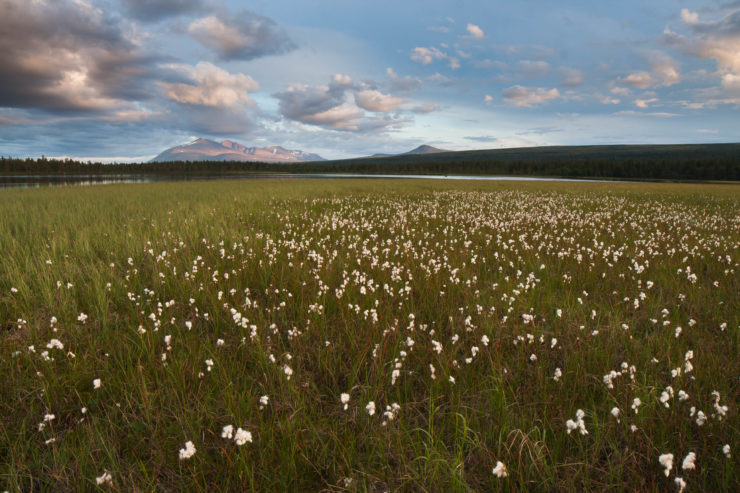 By lake Vesle Sølensjøen. The mountain Sølen in the distance. Photo: Erin Sandberg/Tur og natur.