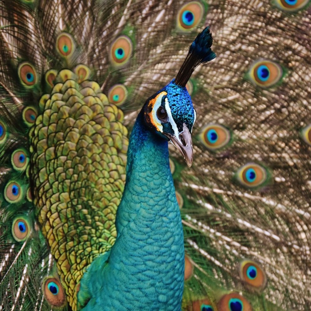 peafowl-2147888_1280