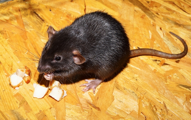 Danskerne frygter mest besøg af rotter