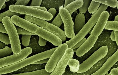 Bakterier overlever desinfektion