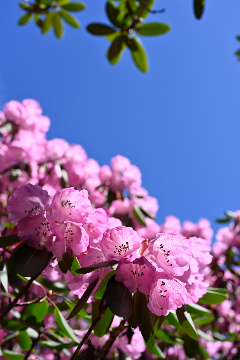 Rhodondendron