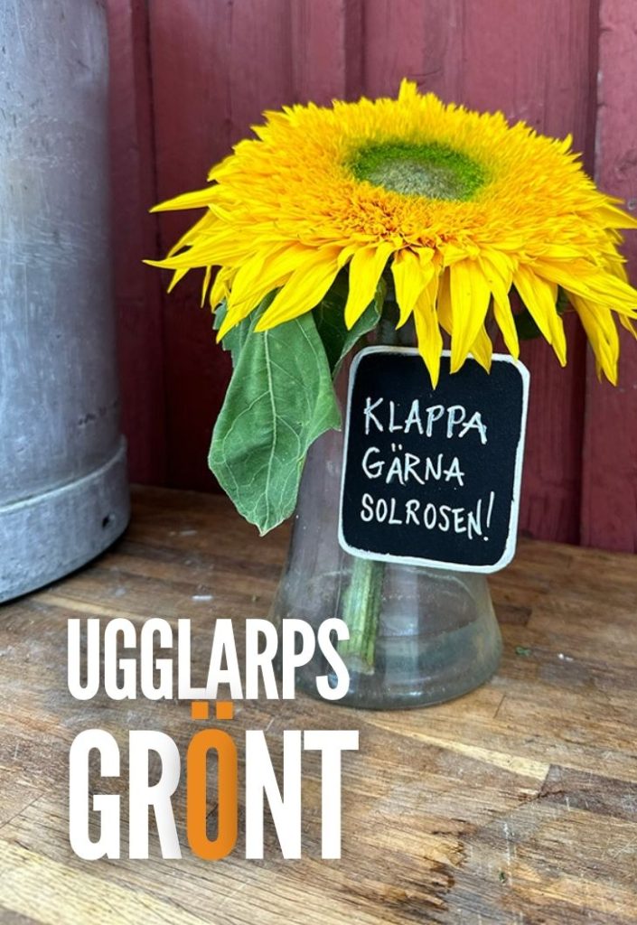 Solros, Ugglarps Grönt