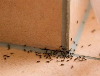 Nuk do keni kurrë më milingona nëpër shtëpi, nëse përdorni këtë erëz që të gjithë e kemi!