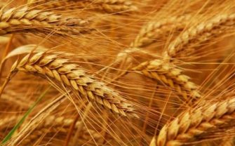 Shokuese: Shumica e amerikanëve nuk e dinë se buka vjen nga gruri