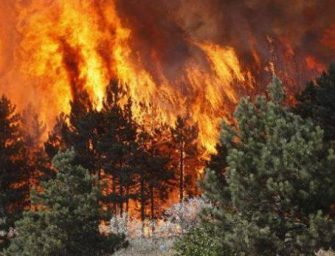 Zjarret nga temperaturat e larta, ja si është situata në Shqipëri