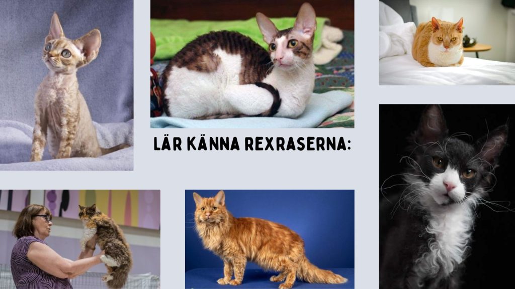 Lär känna rexraserna