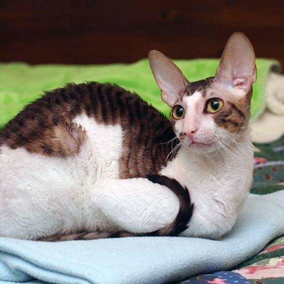 Cornish Rex, bruntabby vit, foto Mia Wetterborg