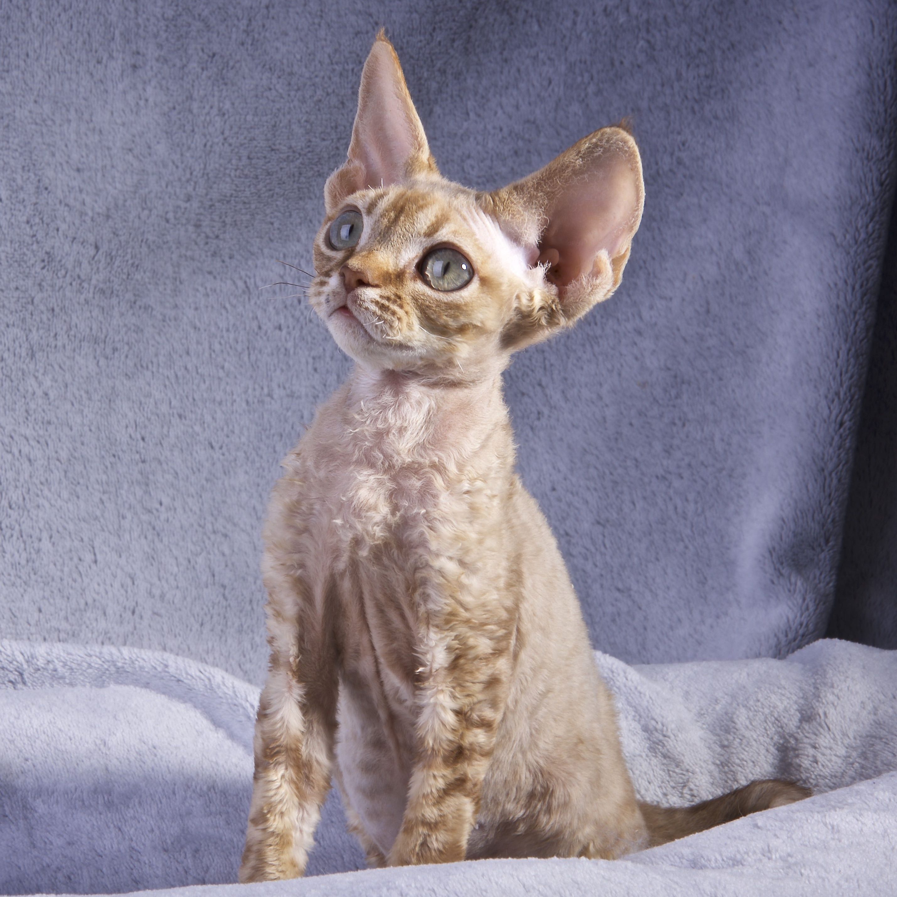 Devon Rex, Rödtabby