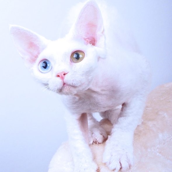 Devon Rex, vit oddeyed