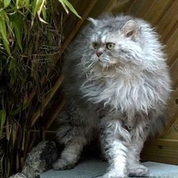 Tennessee Rex Tennessee Rex