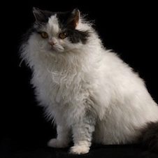 Selkirk Rex 2