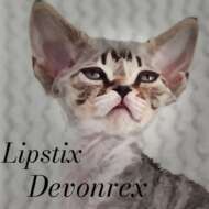 Lipstix Devon rex