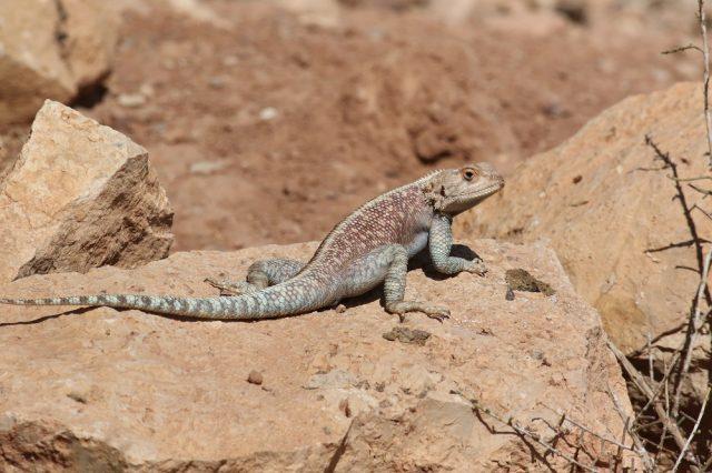 Agama impalearis