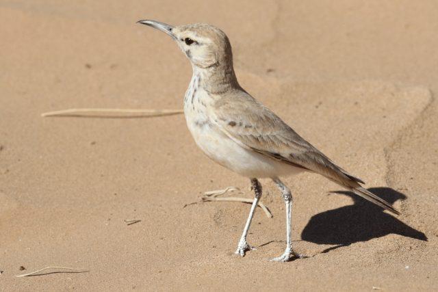 greater hoopoe-lark (Alaemon alaudipes)