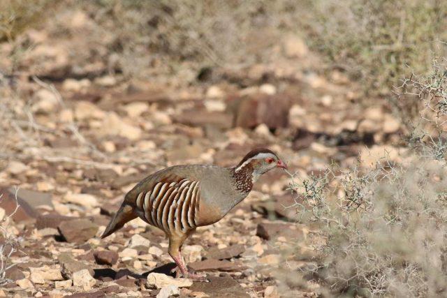 Barbary partridge (Alectoris barbara)