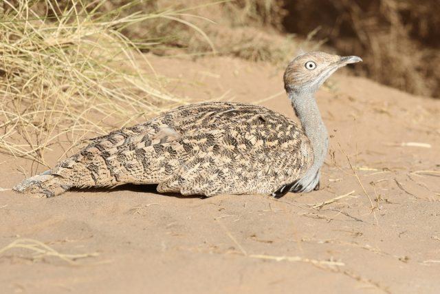 houbara bustard (Chlamydotis undulata)