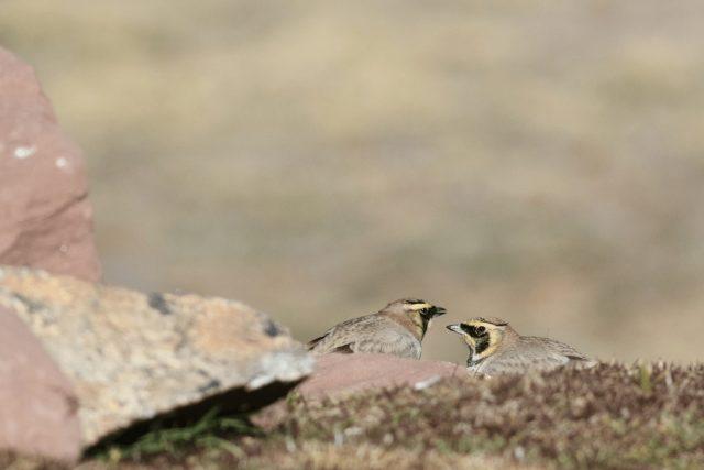 horned lark | shore lark (Eremophila alpestris)