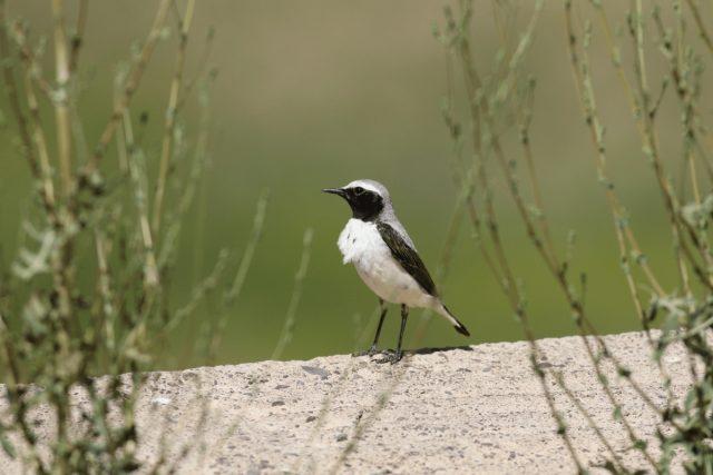 Oenanthe-seebohmi-Seebohms-Wheatear