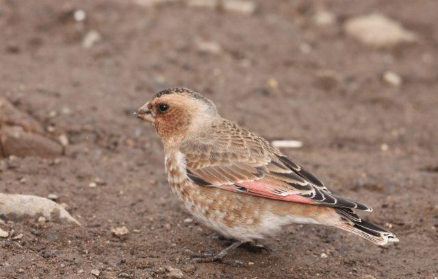 African crimson-winged finch (Rhodopechys alienus) i