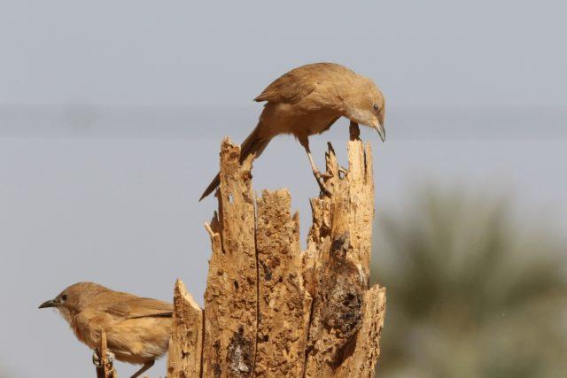 fulvous babbler or fulvous chatterer (Argya fulva)