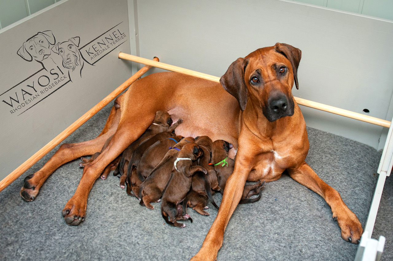 Kennel Wayosi har fått valper