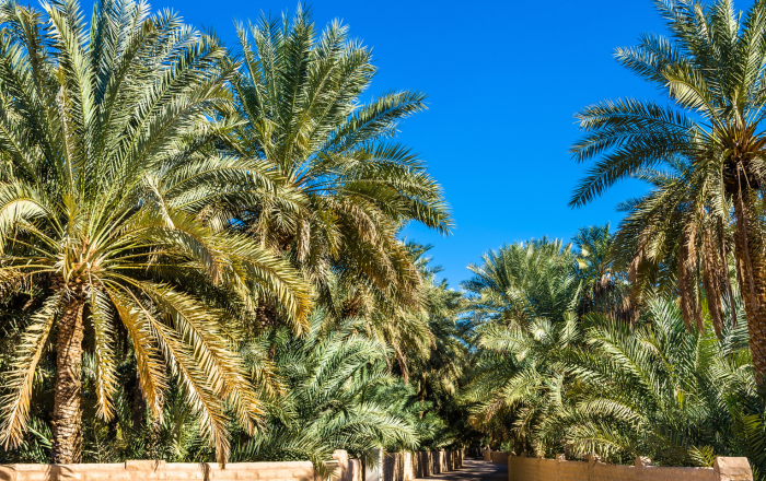 Tazzarine in Morocco