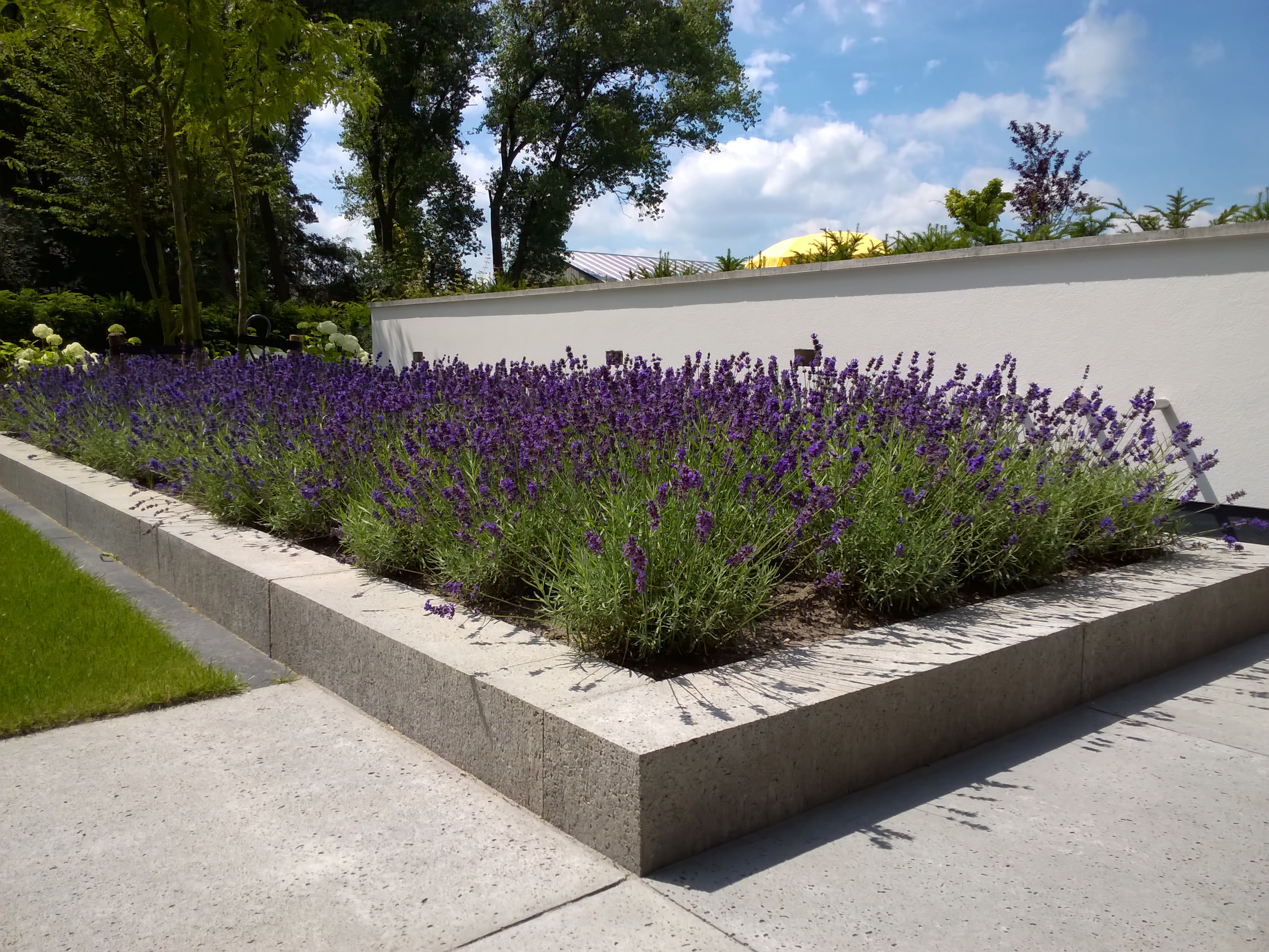 Moderne tuin met water element Richard Bertens Groenprojecten