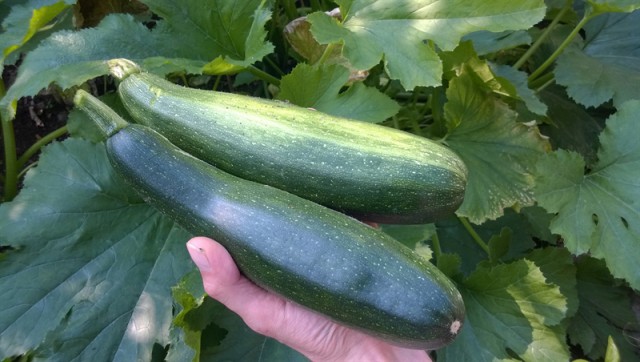 Gevulde courgette (2)