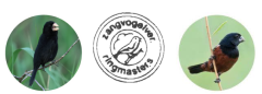 Vogel Vereniging RingMaster Amsterdam (VVR)