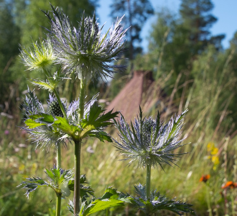 Melodikrysset v.30 Rissna mitt i prick!