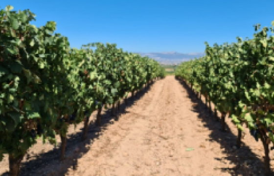 Terreno de Viñas en Navarrete ( La Rioja)