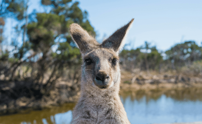 Working Holiday Australia: Work and Travel in Australia