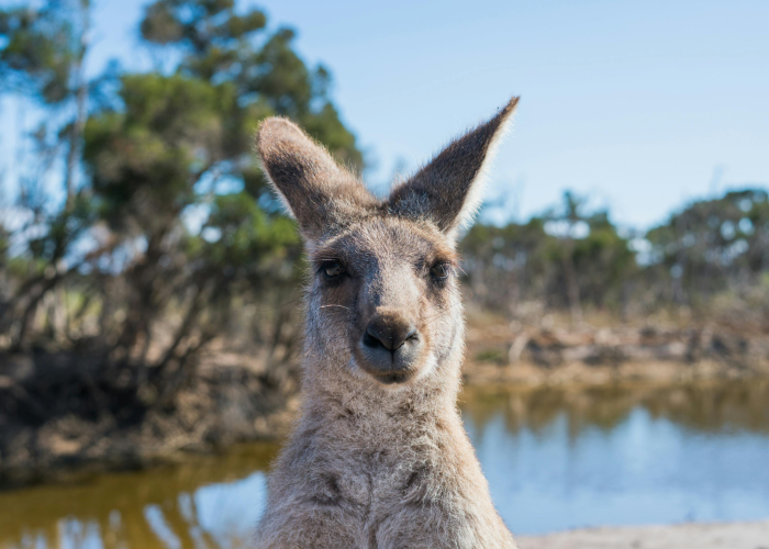 Working Holiday Australia: Work and Travel in Australia