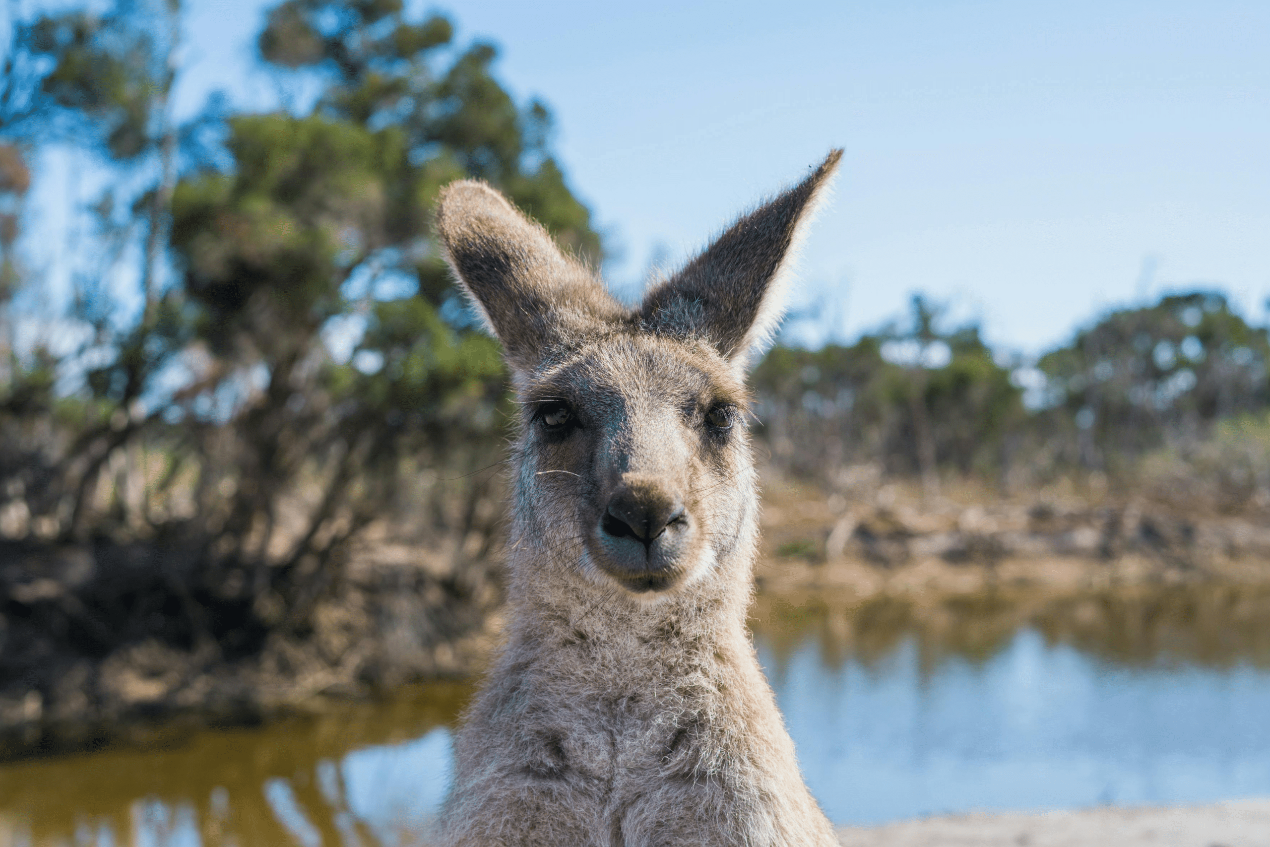 Working Holiday Australia: Work and Travel in Australia