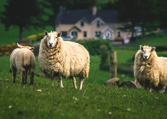 farm internships with housing program in ireland