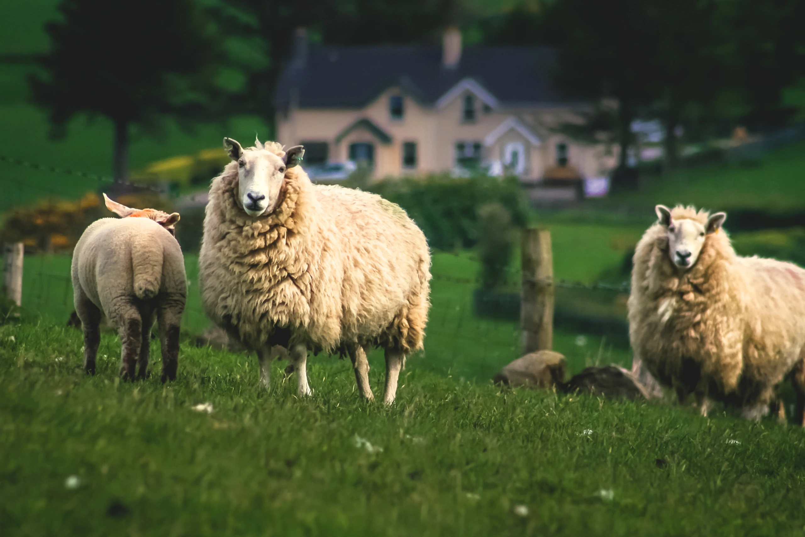 farm internships with housing program in ireland