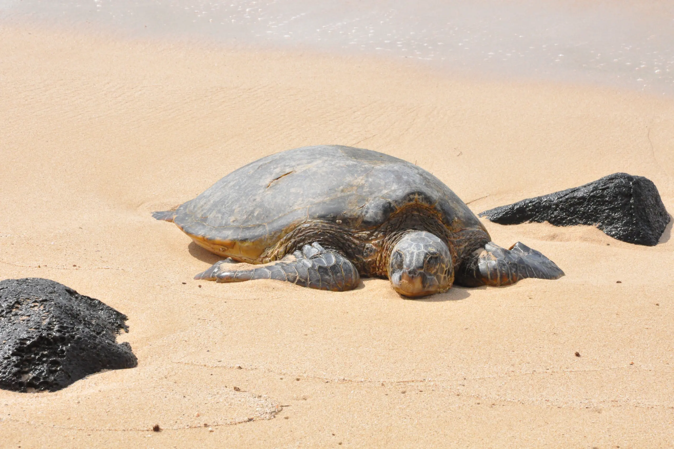 volunteering abroad with animal conservation