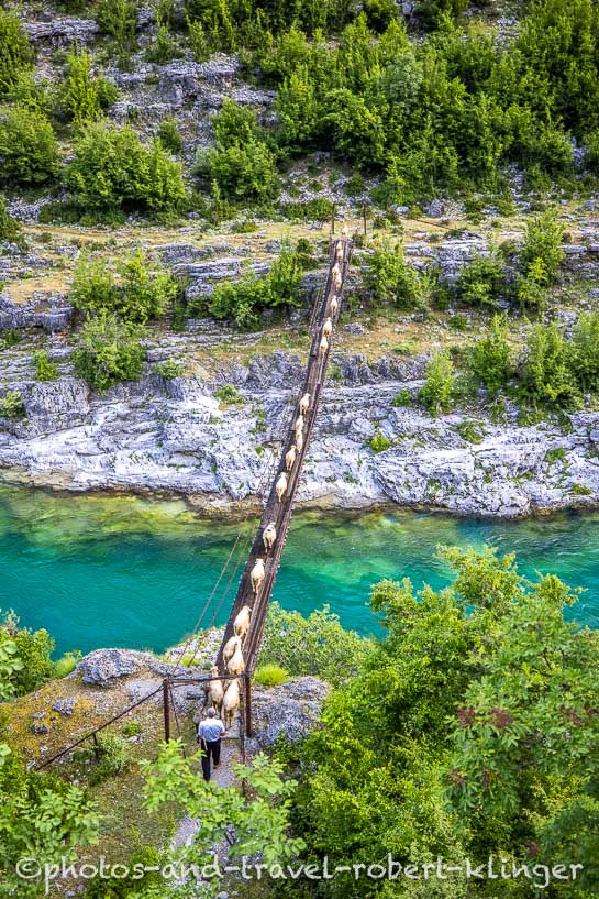 Schaafe überqueren auf einer Hängebrücke den Cijevna Fluss in Albanien