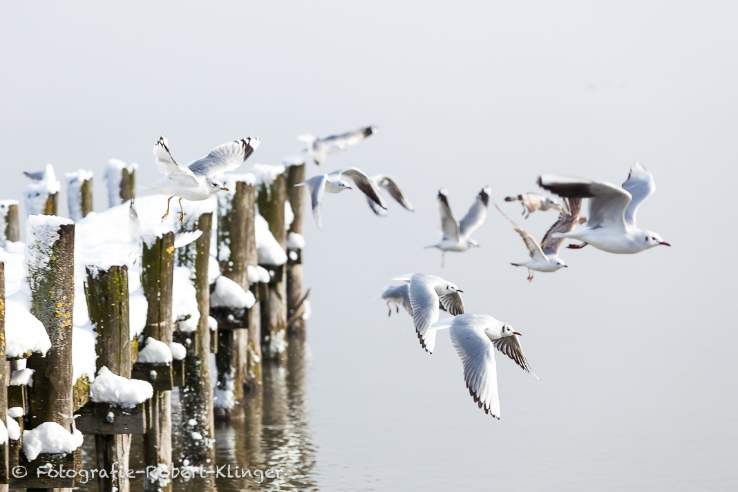 Fliegende Möwen vor einem verschneitem Steg am Ammersee