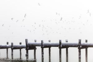 Fliegende Möwen über einem verschneitem Steg am Ammersee