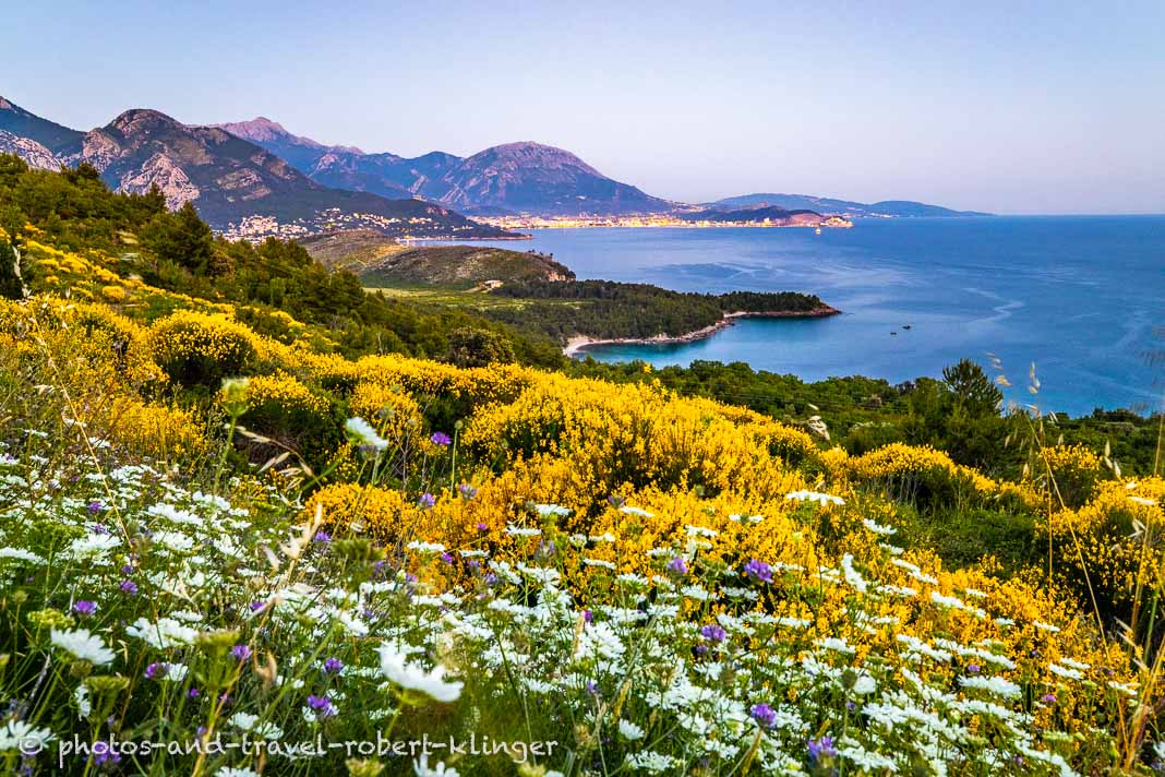 Blumen am Mittelmeer in Montenegro