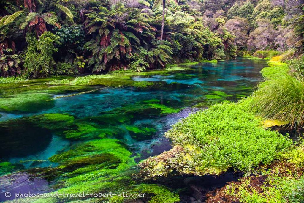 Der Waihou Fluss, ein Spring Creek in Neuseeland