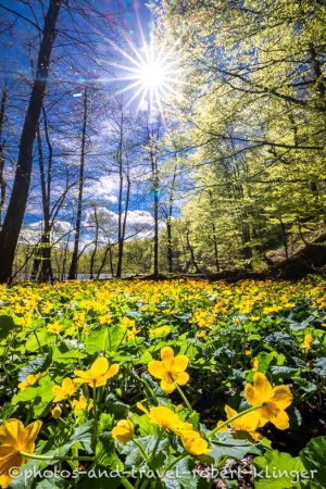 Blumen im Wald im Nationalpark Plitvicer Seen in Kroatien