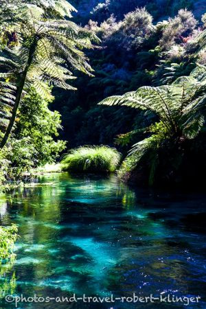 Baumfarne am Waihou Fluss, ein Spring Creek in Neuseeland