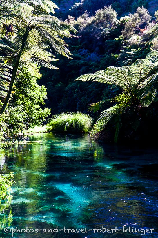 Baumfarne am Waihou Fluss, ein Spring Creek in Neuseeland